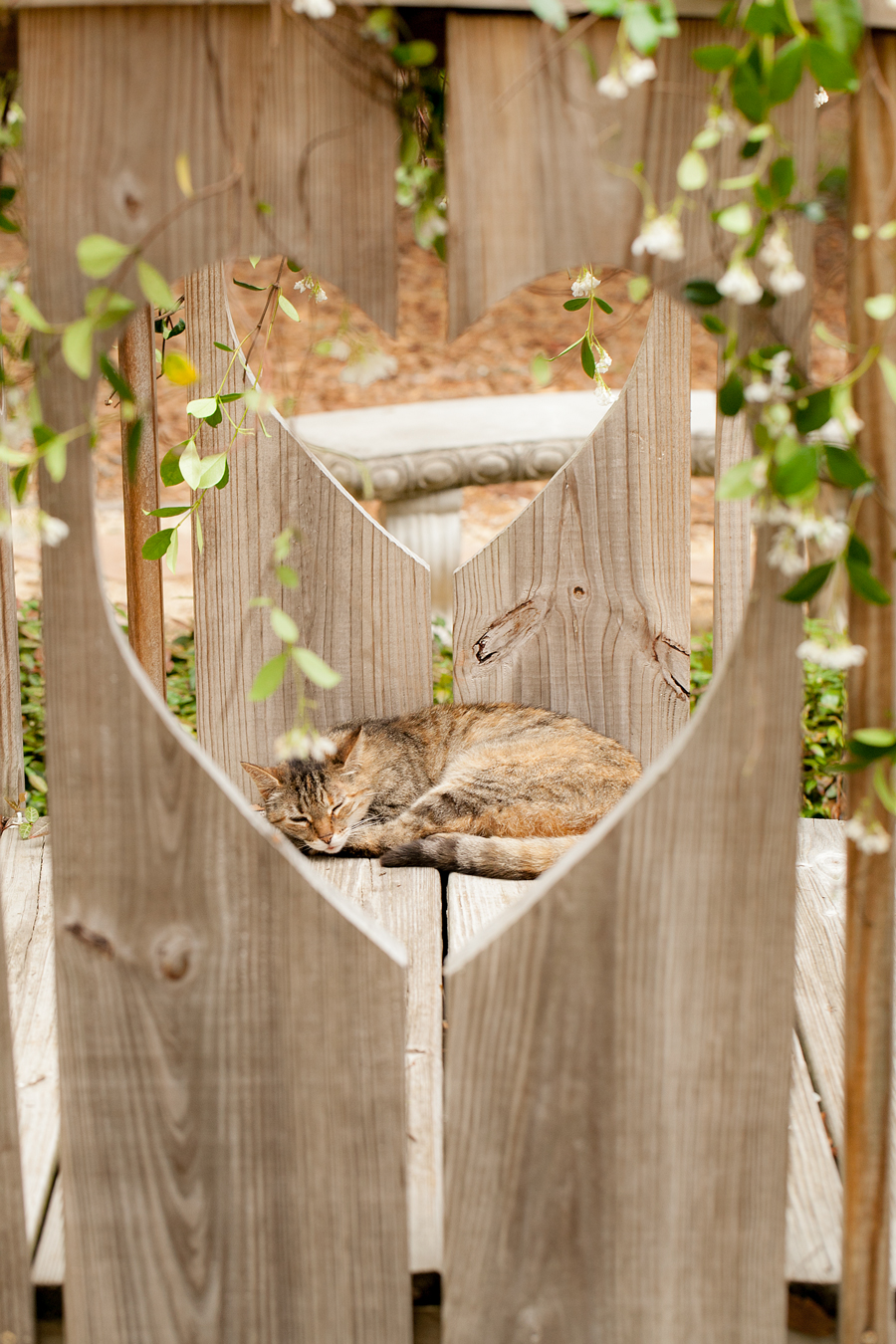 cat napping on heart bridge
