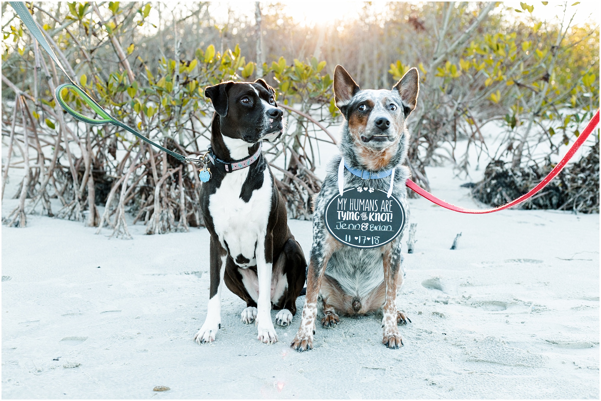 Two dogs sitting with save the date sign.
