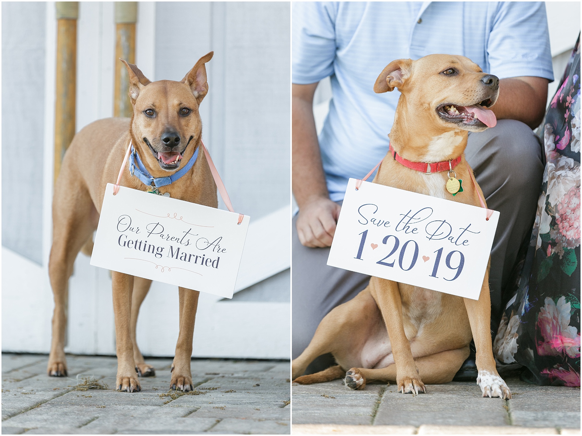 Dogs with save the date signs around their necks. 